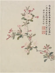Crab-apple Blossom from a Flower Album of Ten Leaves, 1656